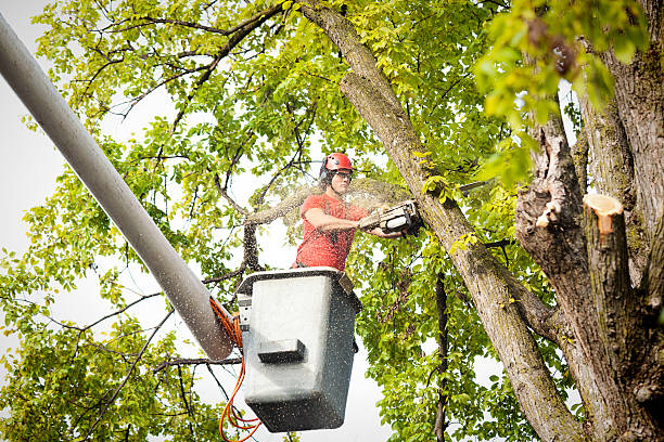 Reliable Clarks Summit, PA Tree Service Solutions